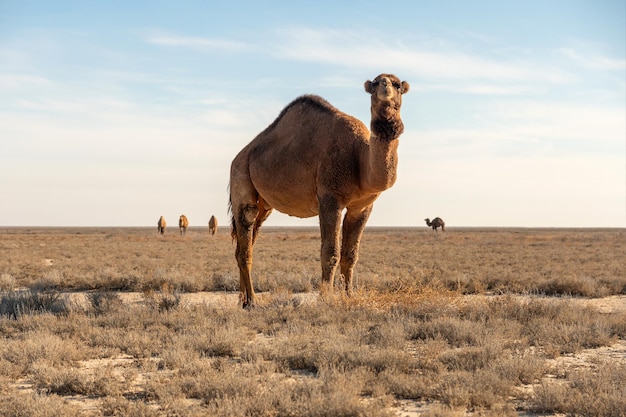 Camello salvaje en el desierto de Karakum