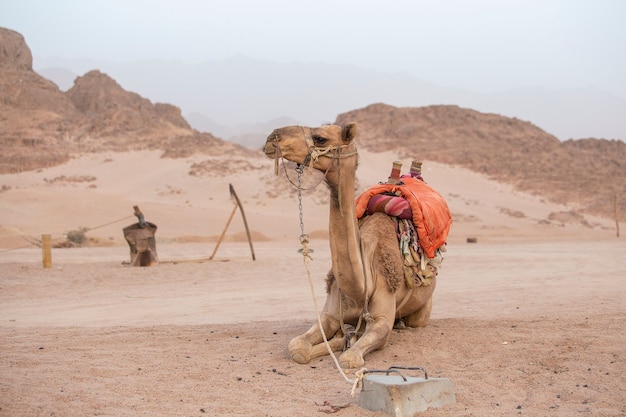 Un camello solitario atado en el desierto de Sharm el Sheikh Egipto