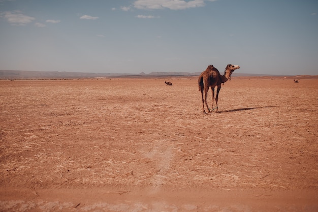 Camello solitario en el desierto del Sahara. Arena y sol.