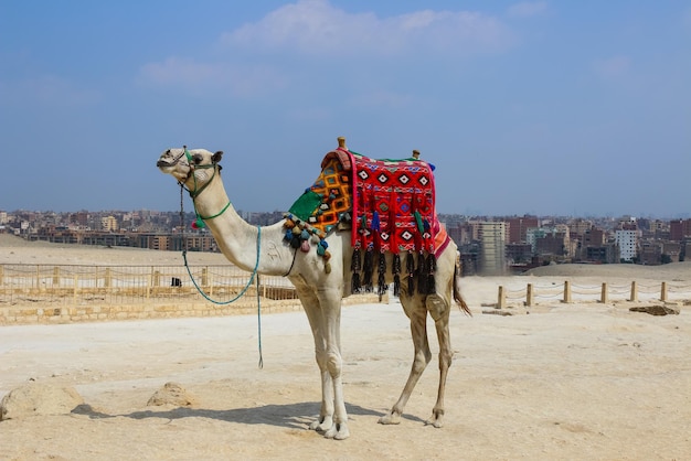 Camello con tela de caballo de colores. Giza. Egipto.