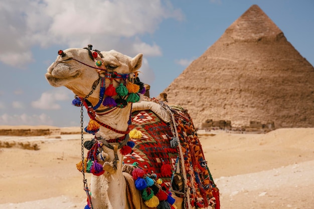 Camello para turistas cerca de la pirámide en Egipto