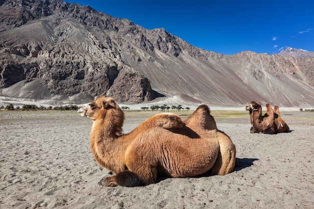 Camello en el valle de Nubra Ladakh