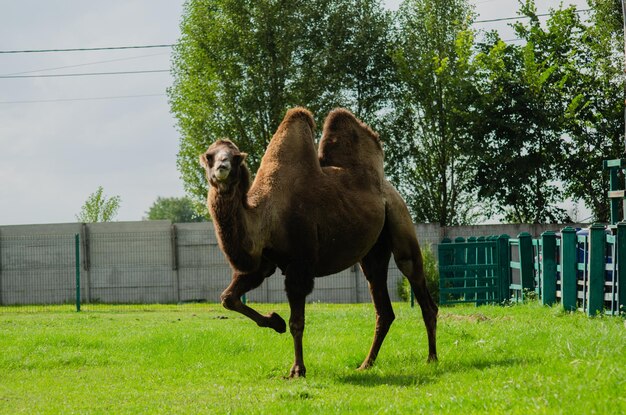 Foto camello en el zoológico animal salvaje bajo protección camello con dos jorobas tendido en la hierba animal salvaje en el zoo