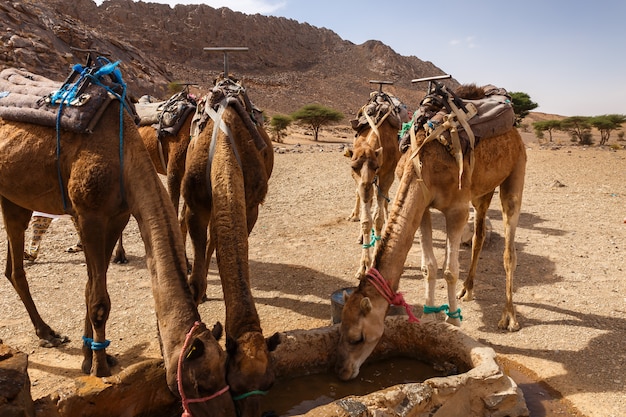 Los camellos beben agua del pozo.