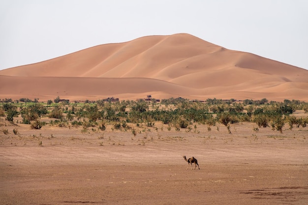 Camellos caminando cerca de grandes dunas en el desierto