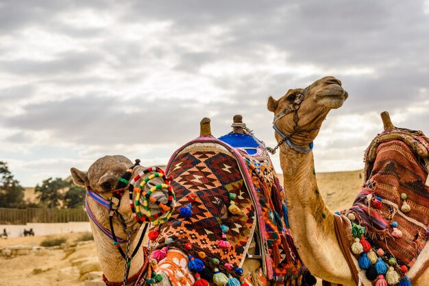 Camellos cerca de las grandes pirámides de Giza Egipto