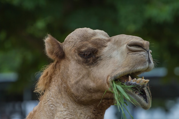 Camellos comen heno en una granja de camellos Tailandia