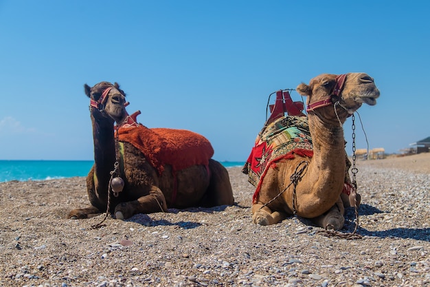 Camellos en la costa del mar del desierto. Enfoque selectivo. Naturaleza.