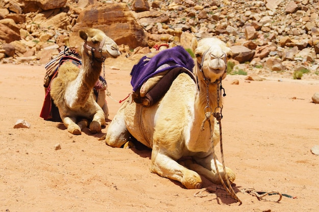 Camellos decorados con coloridos abrigos descansando en el desierto de Wadi Rum Jordania Aire libre concepto de viaje de aventura