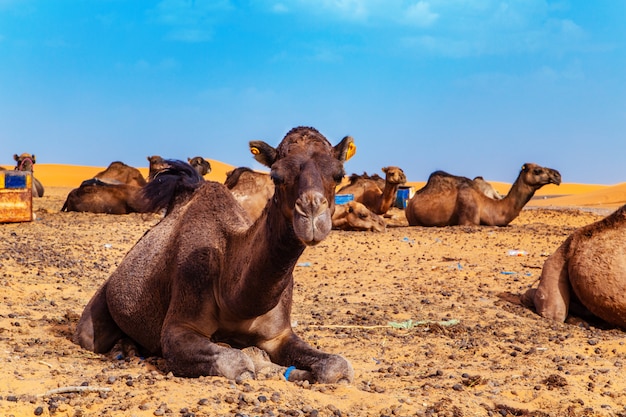 Los camellos descansan en el desierto del Sahara.