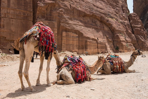 Camellos descansando en el desierto Petra Jordan