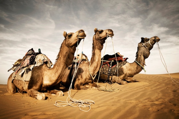 Camellos descansando en el desierto de Thar, Rajasthan, India