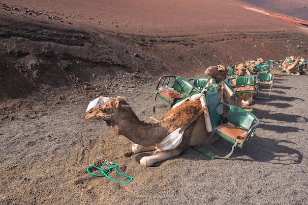 Camellos descansando en el paisaje volcánico en el Parque Nacional de Timanfaya, Lanzarote, Islas Canarias