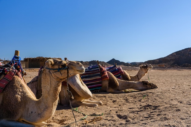 Camellos en el desierto árabe no lejos de la ciudad de Hurghada Egipto