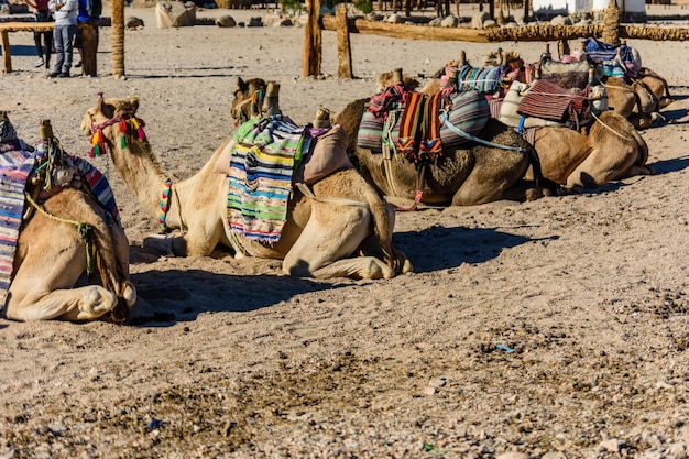 Camellos en el desierto árabe no lejos de la ciudad de Hurghada Egipto
