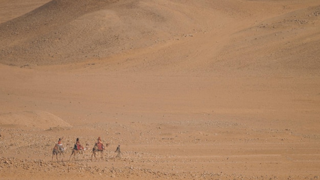 Camellos en el desierto de El Cairo