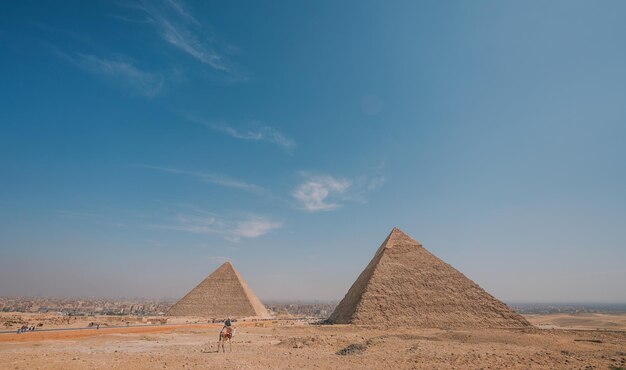 Camellos en el desierto de El Cairo