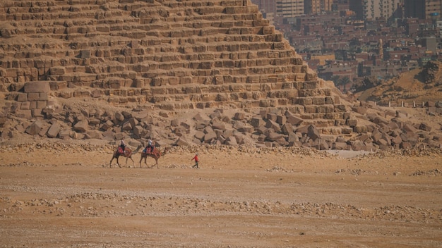 Camellos en el desierto de El Cairo