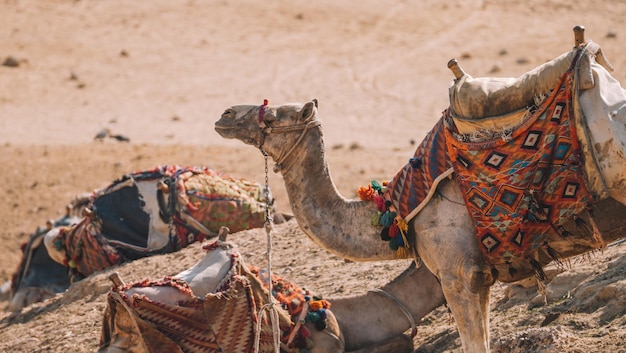 Camellos en el desierto de El Cairo