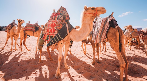 Camellos en el desierto de marruecos