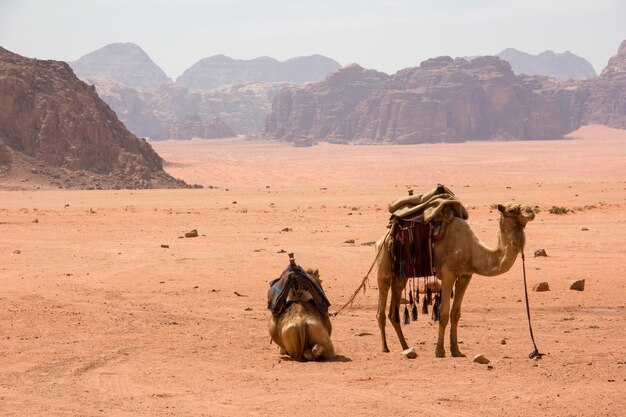 Camellos en el desierto