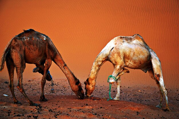 Foto camellos en el desierto