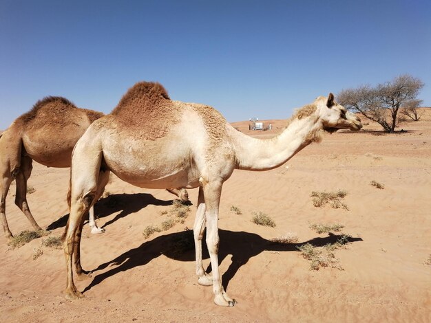 Foto camellos en el desierto