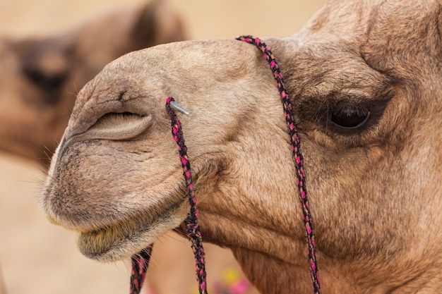 Camellos en el desierto