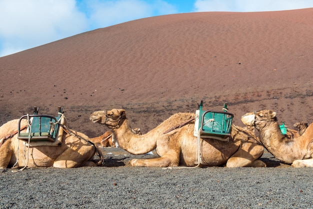 Camellos esperando al turista