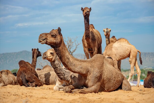 Camellos en la Feria de Pushkar, también llamada Feria de camellos de Pushkar o localmente como Kartik Mela es una feria ganadera anual de varios días y cultural que se lleva a cabo en la ciudad de Pushkar Rajasthan, India.