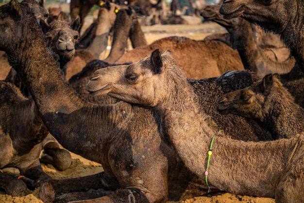 Camellos en la Feria de Pushkar, también llamada Feria de camellos de Pushkar o localmente como Kartik Mela es una feria ganadera anual de varios días y cultural que se lleva a cabo en la ciudad de Pushkar Rajasthan, India.