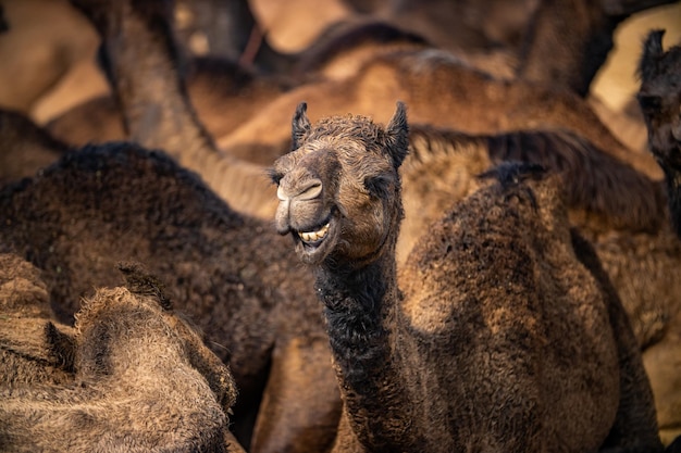 Camellos en la Feria de Pushkar, también llamada Feria de camellos de Pushkar o localmente como Kartik Mela es una feria ganadera anual de varios días y cultural que se lleva a cabo en la ciudad de Pushkar Rajasthan, India.