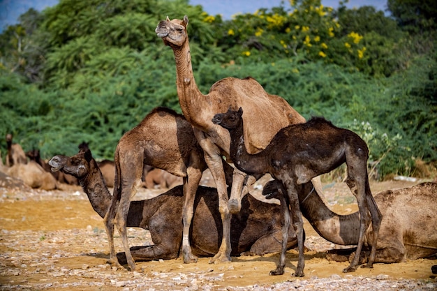 Camellos en la Feria de Pushkar, también llamada Feria de camellos de Pushkar o localmente como Kartik Mela es una feria ganadera anual de varios días y cultural que se lleva a cabo en la ciudad de Pushkar Rajasthan, India.