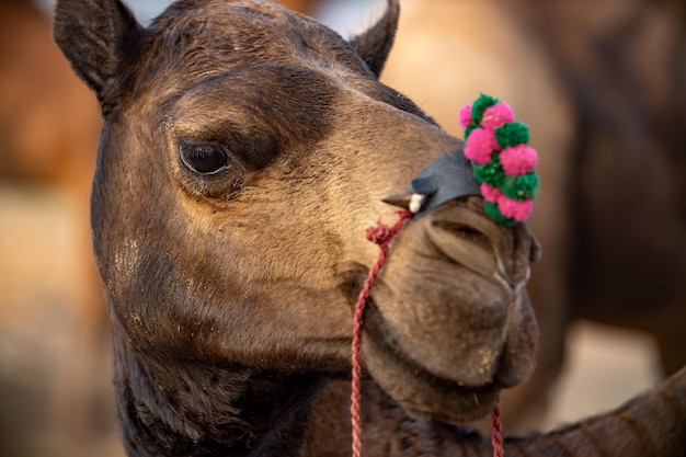 Camellos en la Feria de Pushkar, también llamada Feria de camellos de Pushkar o localmente como Kartik Mela es una feria ganadera anual de varios días y cultural que se lleva a cabo en la ciudad de Pushkar Rajasthan, India.