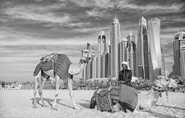 Camellos en el fondo de los rascacielos en la playa Emiratos Árabes Unidos Dubai Marina JBR estilo de playa camellos y rascacielos