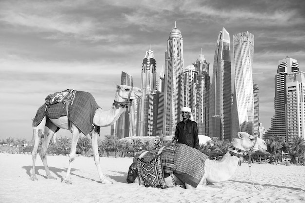 Camellos en el fondo de los rascacielos en la playa