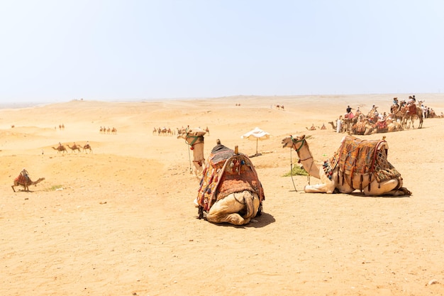 Camellos listos para llevar turistas en el desierto