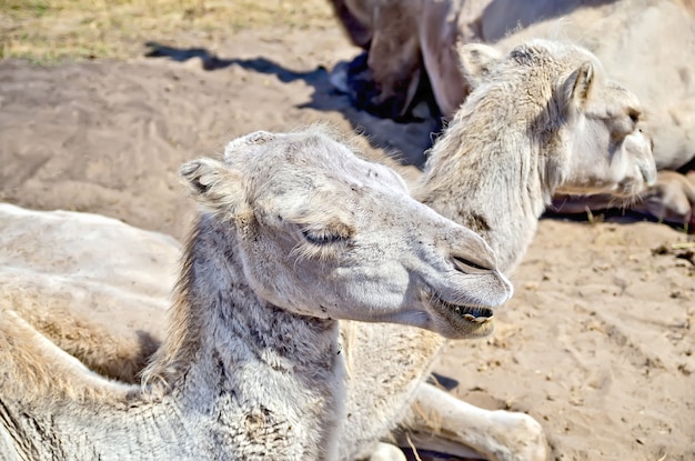 Camellos marrones bactrianos en el fondo de arena