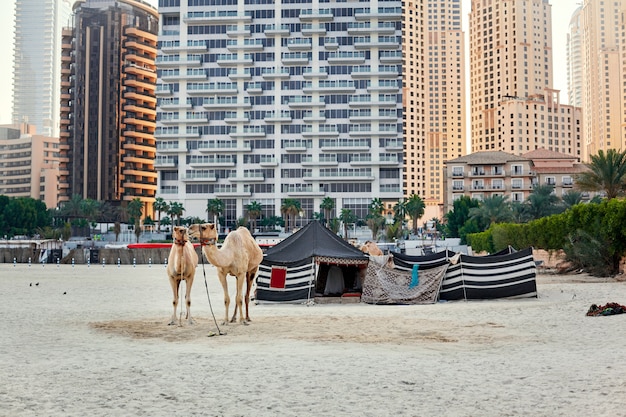Los camellos se paran en una playa con una carpa beduina y rascacielos al fondo en Dubai.