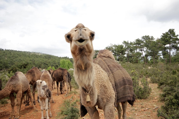 Camellos de pastoreo de nómadas Turquía