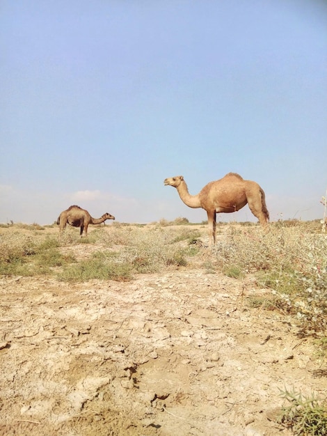 Los camellos de pie en el campo contra el cielo despejado