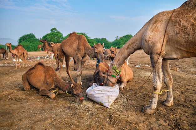 Camellos en Pushkar Mela Pushkar Camel Fair, India