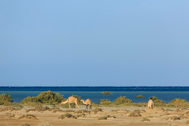 Los camellos salvajes se mueven a lo largo de la costa del Mar Rojo Egipto