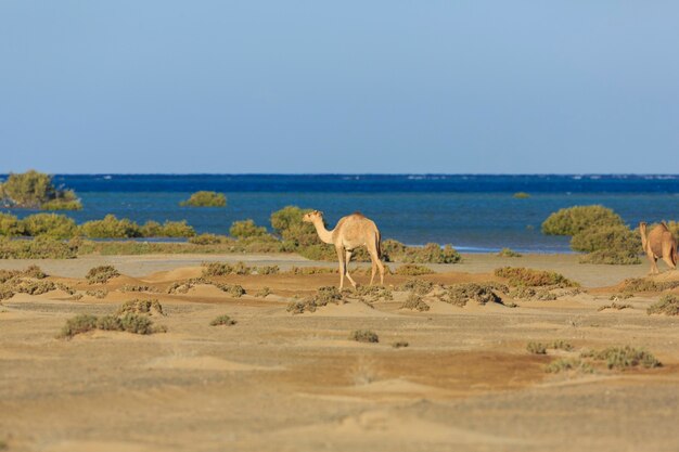 Los camellos salvajes viajan a lo largo de la costa del Mar Rojo.