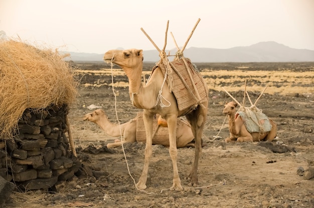 Camelo à noite Etiópia Afar Depressão Vulcão Erta Ale Etiópia África