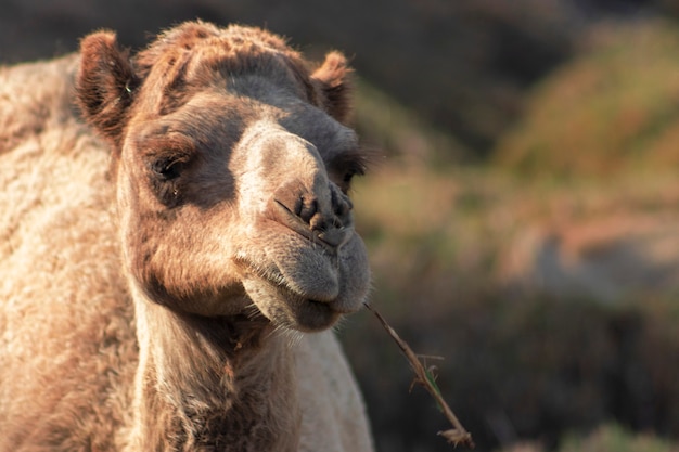 Camelo africano no deserto do namibe