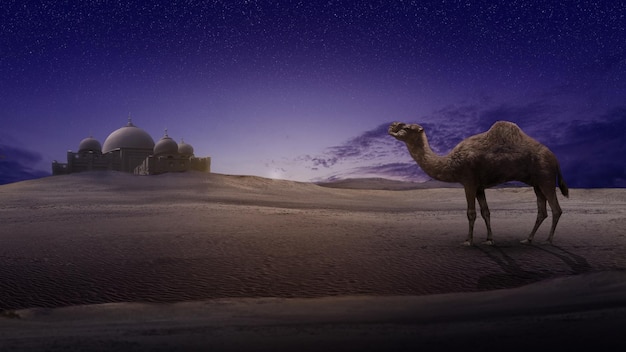 Camelo atravessando o deserto