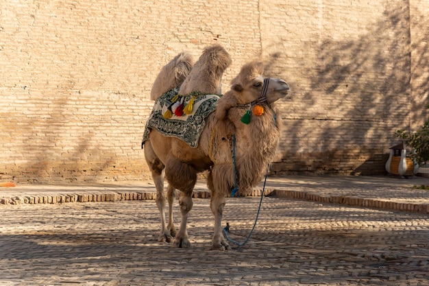 Camelo bactriano Camelus bactrianus posa em pequena praça em Khiva, Uzbequistão