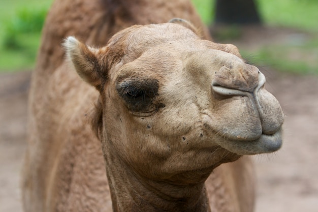 Foto camelo da arábia (camelus dromedarius)