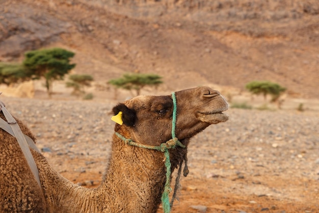 Camelo dromedário no deserto do saara vista de perto da cabeça